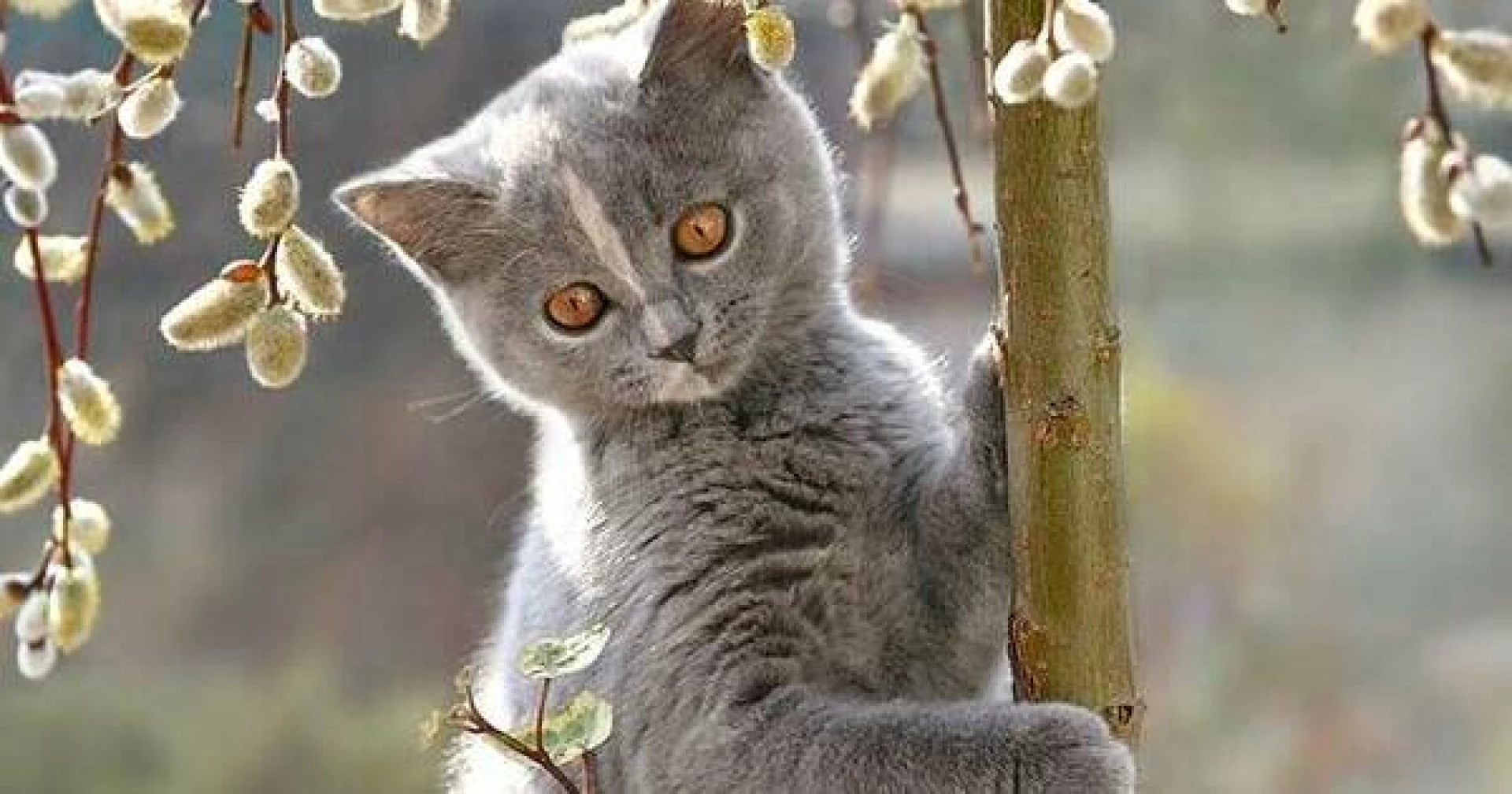 В Україні знову очікується похолодання - синоптик