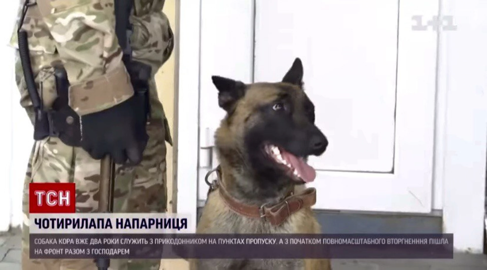 «Нервувала, відчувала, що буде мінометний обстріл», - щемлива історія прикордонника і його бойової собаки