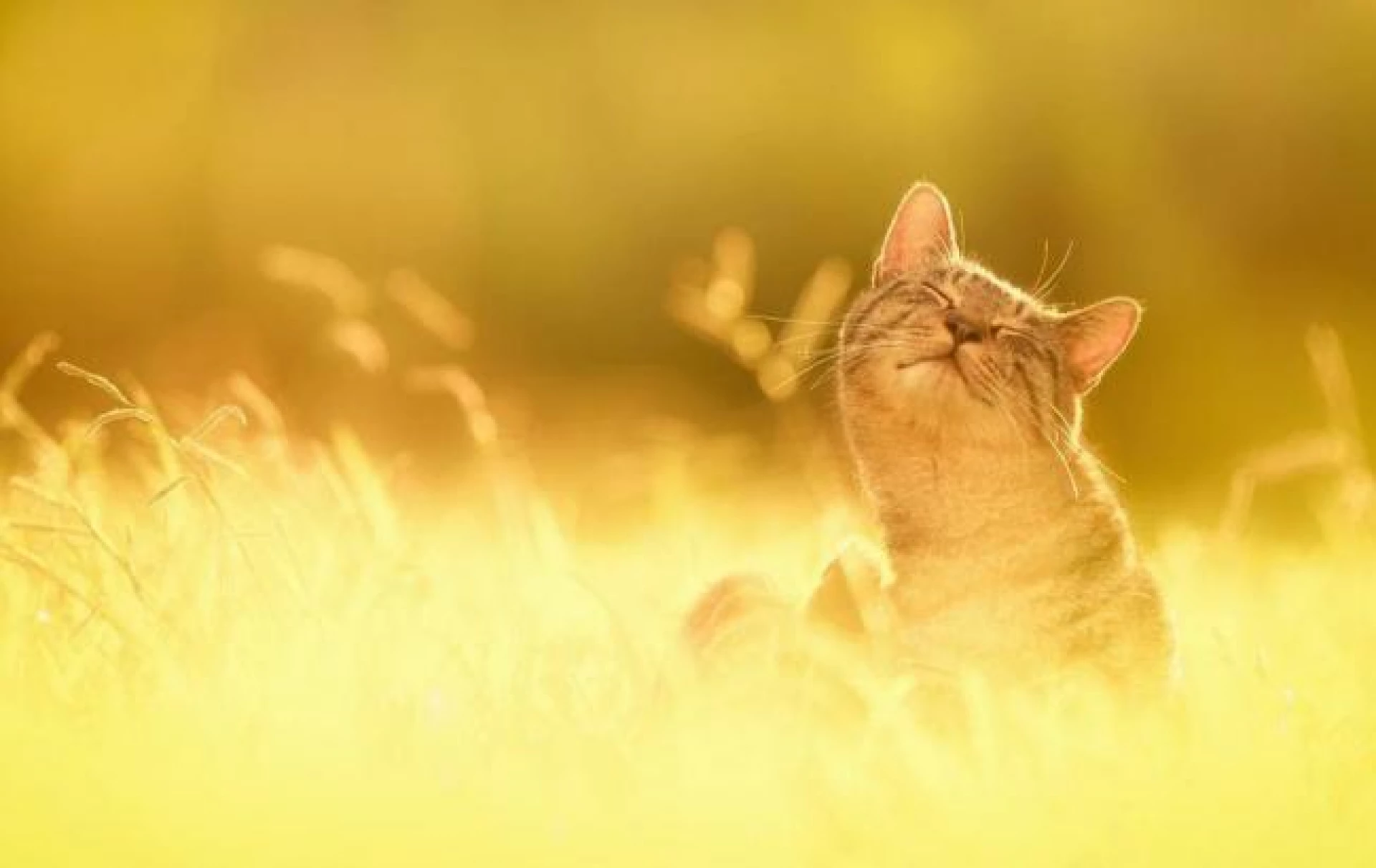 Синоптик прогнозує спекотну п’ятницю в Україні