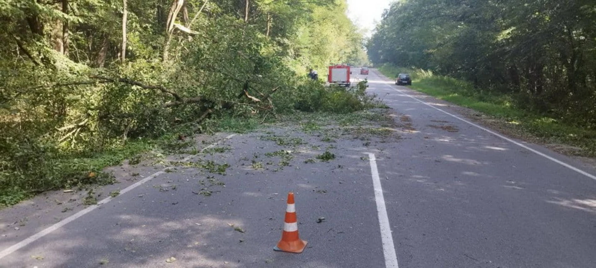 На Вінниччині дерево впало на дорогу та перекрило рух автотранспорту 