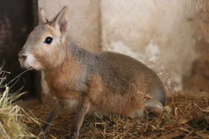 Ахсока Тано порно видео