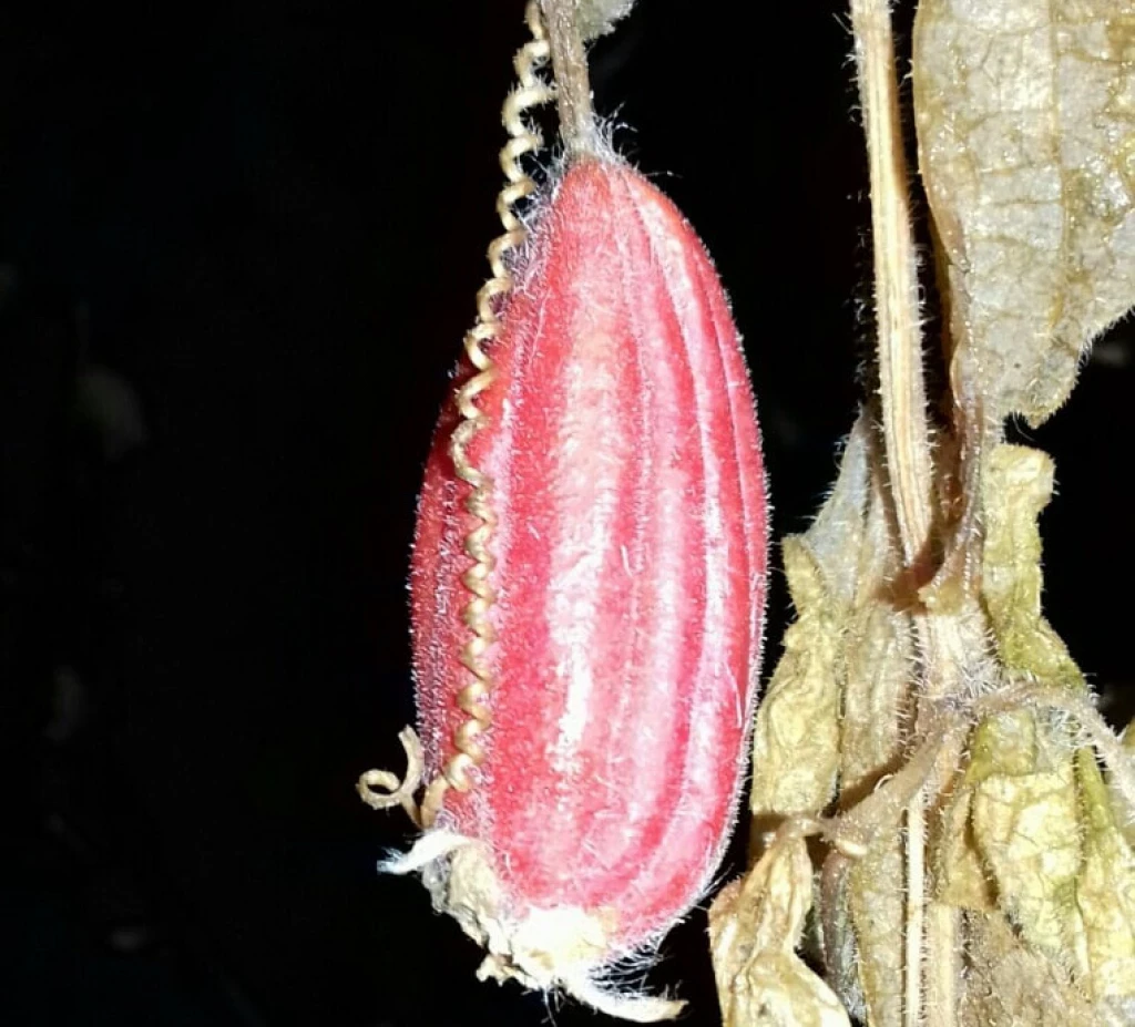 Көшеде ұйықтап жатқан әйелмен жыныстық қатынас Көпшіліктің есігін қағып жіберді