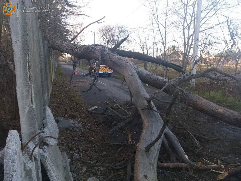 На Вінниччині за добу у чотирьох районах попадали дерева. Між Козятином та Вівсяниками був перекритий автошлях. Фото   - фото 2