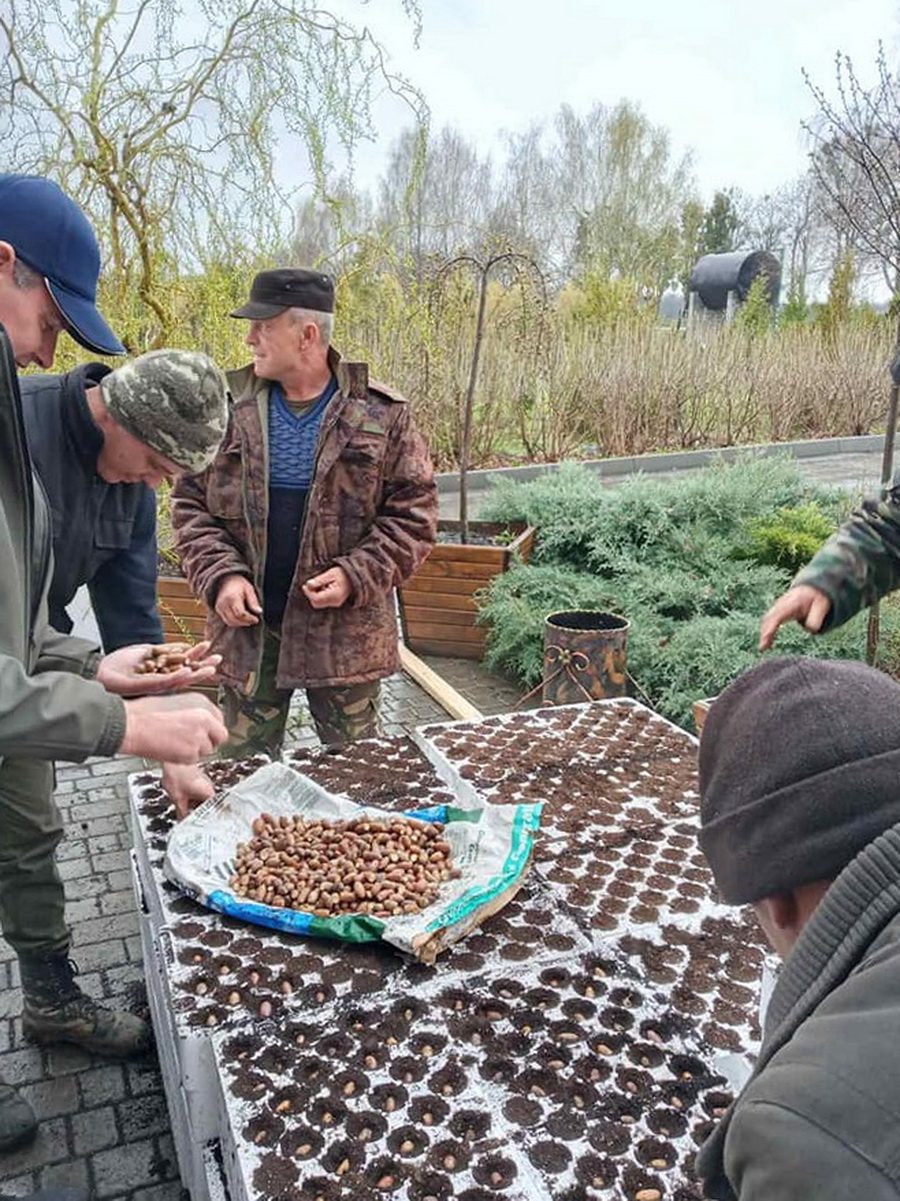 В Тульчинському лісгоспі висіяли 40 тисяч жолудів у палети для вирощування - фото 2