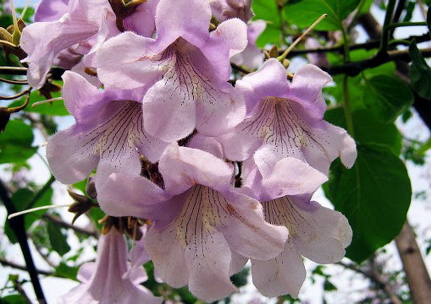 Императорское дерево павловния. Павлония адамово дерево. Павловния войлочная томентоза. Павловния войлочная императорская. Императорское дерево павловния.