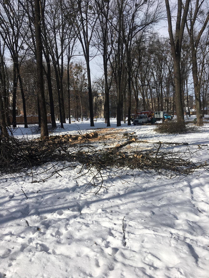 У Вінниці готуються до реконструкції парку «Хімік». Зрізають аварійні дерева - фото 3