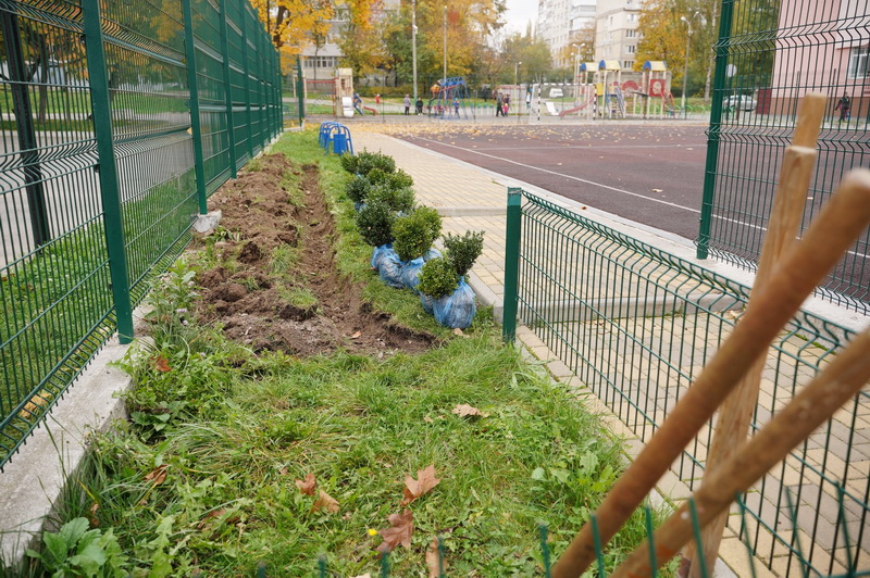 На подвір’ях двох вінницьких шкіл учні з вчителями висадили кущі та дерева - фото 7