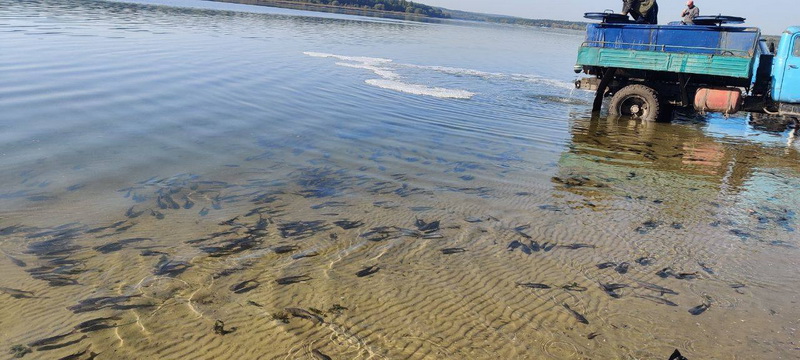 На Вінниччині зарибнили два водосховища. У водойму випустили 7 тонн риби - фото 3