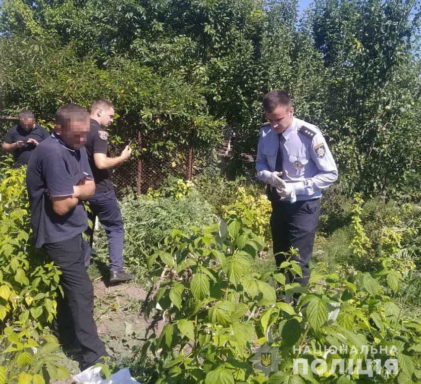 В Липовецькому районі чоловік між бур’янів вирощував коноплі та марихуану. Фото