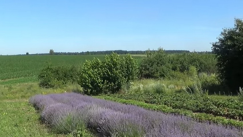 Французький Прованс на Вінниччині – фермер висадив лавандове поле  - фото 4