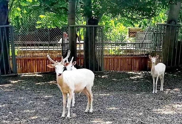 У вінницький зоопарк привезли рідкісних білих ланей