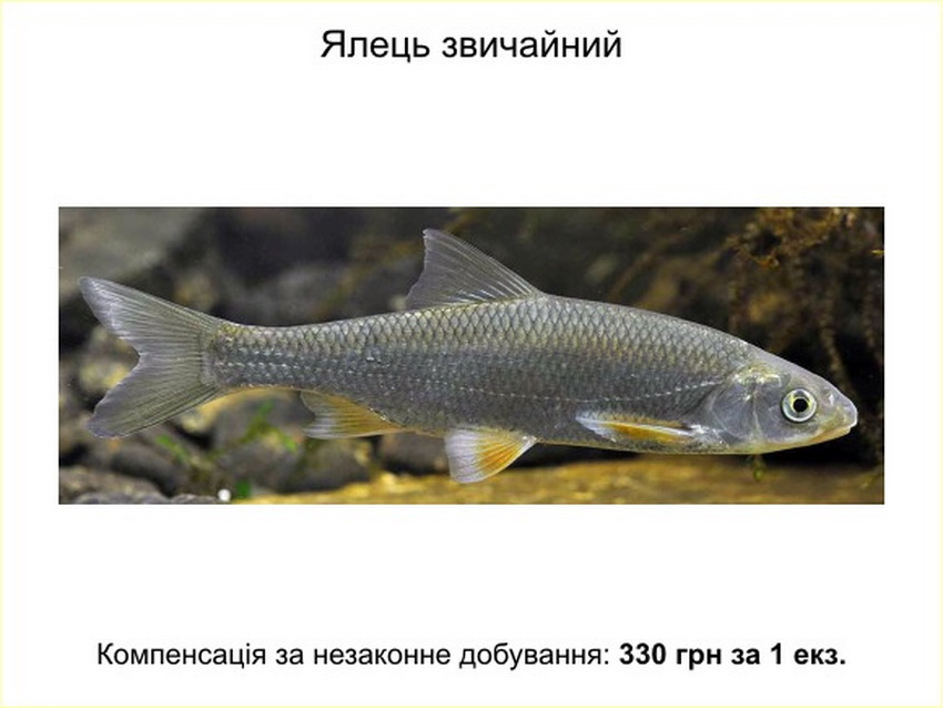 Яку рибу заборонено ловити на Вінниччині і скільки за це штрафують. Фото  - фото 5