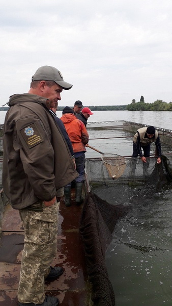 В Ладижинське водосховище заселили майже 5 тисяч кілограм товстолоба та коропа - фото 3