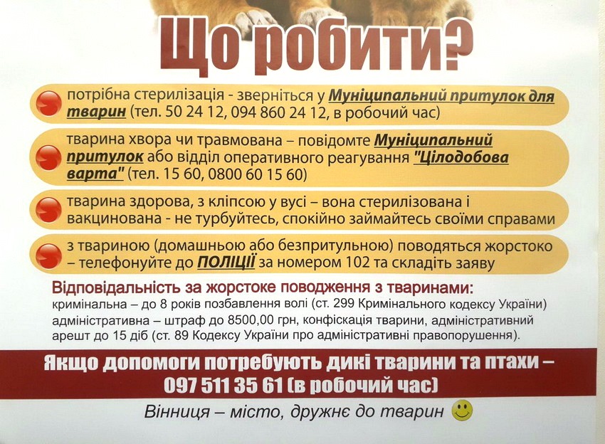 «Проблема безпритульних тварин починається з людей»: у Вінниці хочуть, щоб громада і влада разом допомагали хвостатим - фото 3