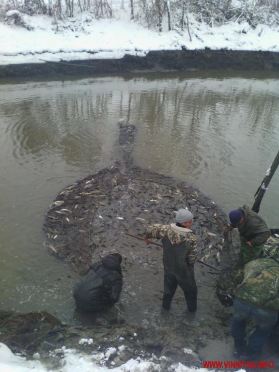 На Вінниччині у водосховище випустили 21 тонну риби - фото 3