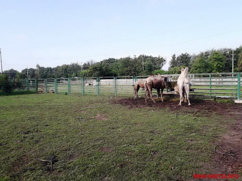 У вінницький зоопарк привезли білого верблюда, який до війни мешкав на Донеччині. Фото - фото 2