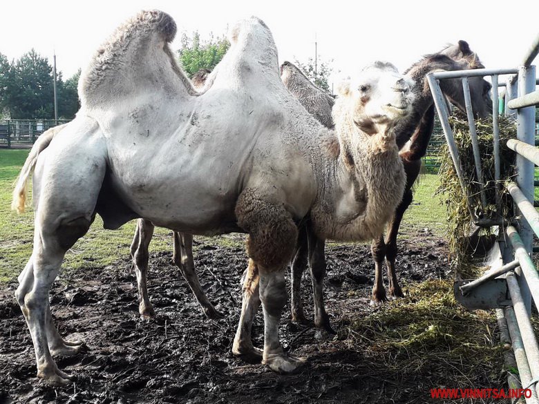 У вінницький зоопарк привезли білого верблюда, який до війни мешкав на Донеччині. Фото - фото 3