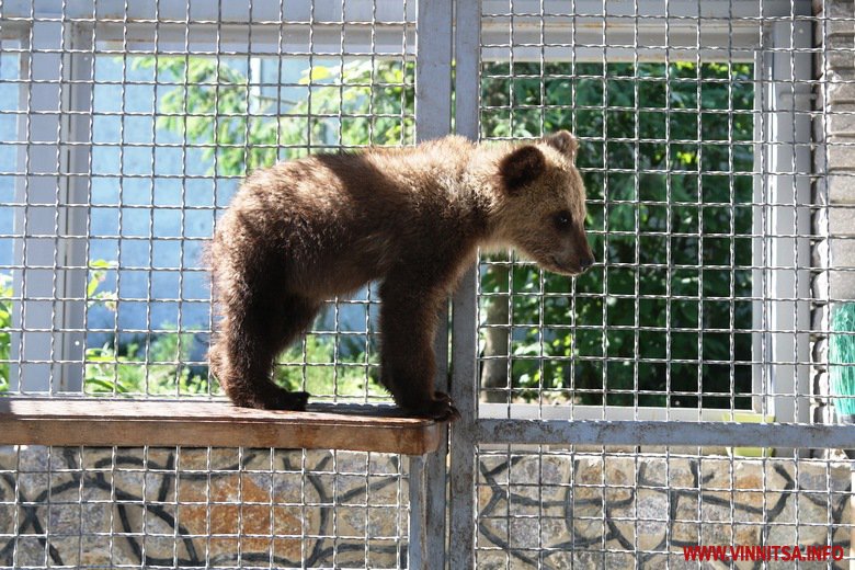 У вінницькому зоопарку відвідувачам показали нових ведмедів, яких поселили у вольєр з басейном. Фото - фото 12