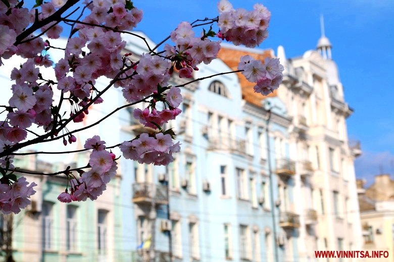 На Соборній зацвіли сакури, а біля «Книжки» - магнолії. Вінничани роблять фото з квітами - фото 27