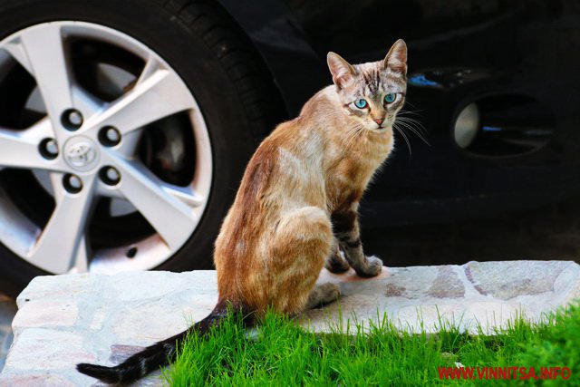 Вінницькі котики. Фоторепортаж до Дня тварин - фото 3