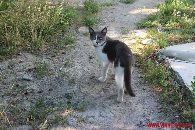 Вінницькі котики. Фоторепортаж до Дня тварин - фото 28