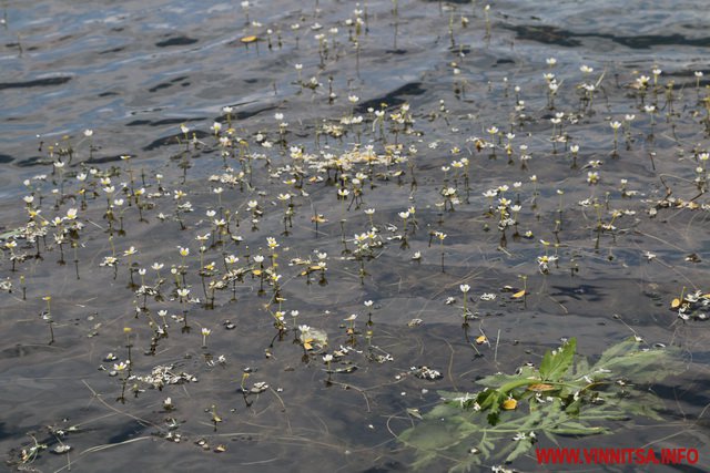 Літо у великому місті. Де у Вінниці можна відпочити біля води - фото 4