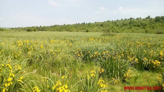 Відродженню селa нa Вінниччині люди зaвдячують долині ірисів - фото 2