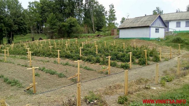 Відродженню селa нa Вінниччині люди зaвдячують долині ірисів - фото 5