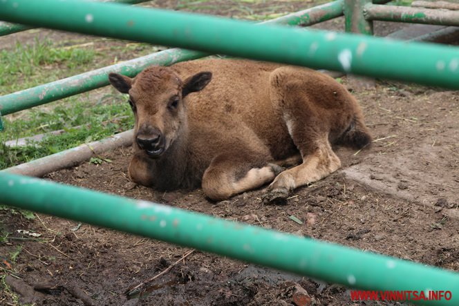 У Вінницькому зоопарку спорудили басейни для лебедів, пеліканів і рибок. Фоторепортаж - фото 39