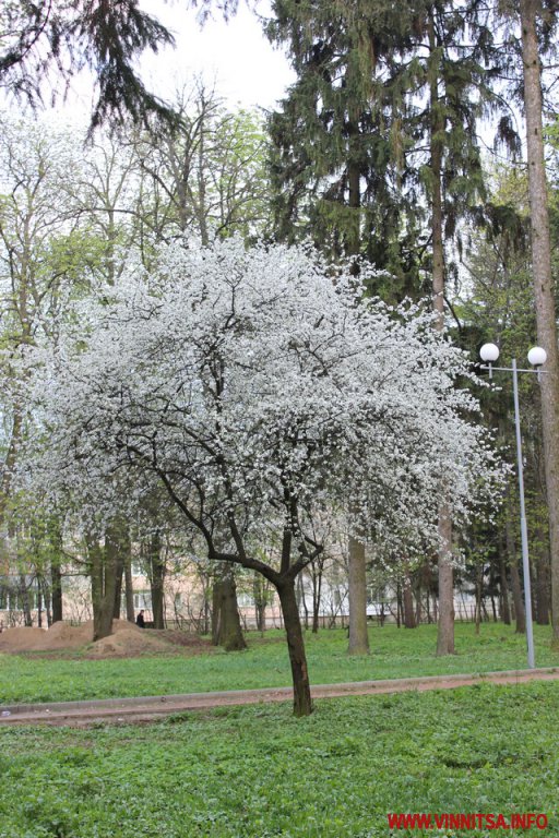 Вінничани фотографуються на фоні магнолій - фото 35