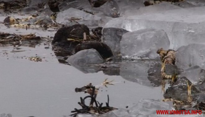 Загиблих зубрів на Вінниччині спалять. Зі шкур хочуть зробити опудала - фото 7