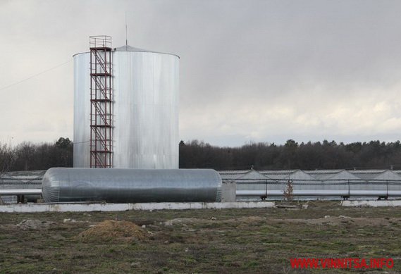 Коровій подивився як на Вінниччині ростуть огірки - фото 4