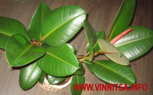 Уход за фикусом  Уход за фикусом