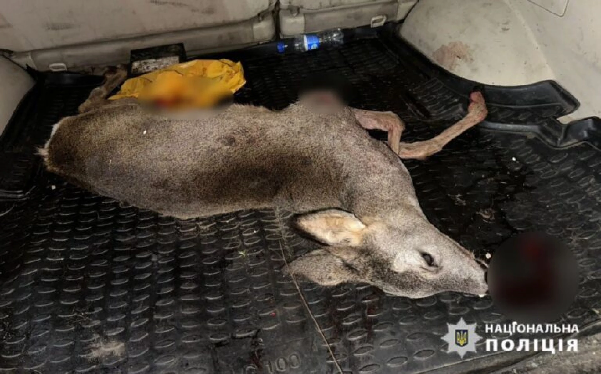 На Черкащині чоловіки незаконно вполювали косулю