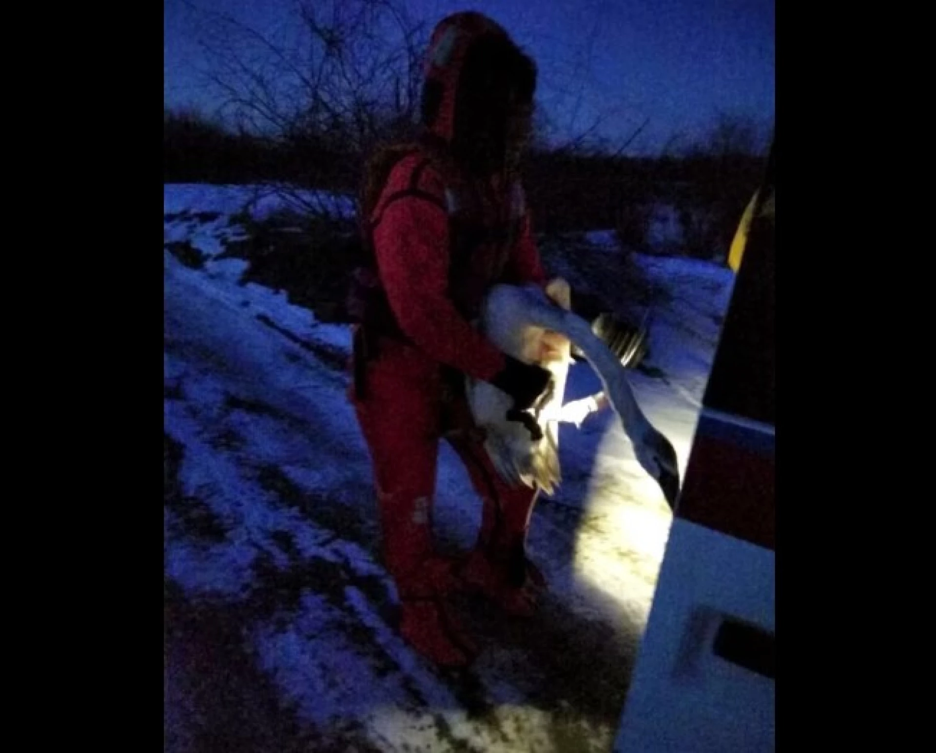 У Києві рятувальник провалився у воду, допомагаючи травмованому лебедю
