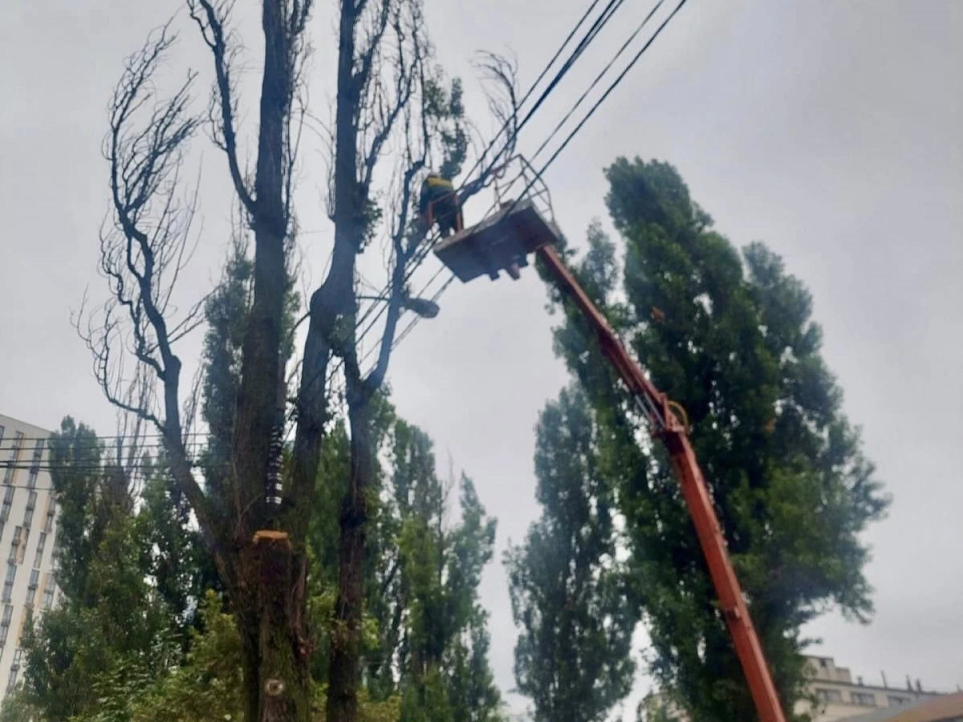 У Солом’янському районі Києва ліквідували аварійні дерева на вулиці Богданівській
