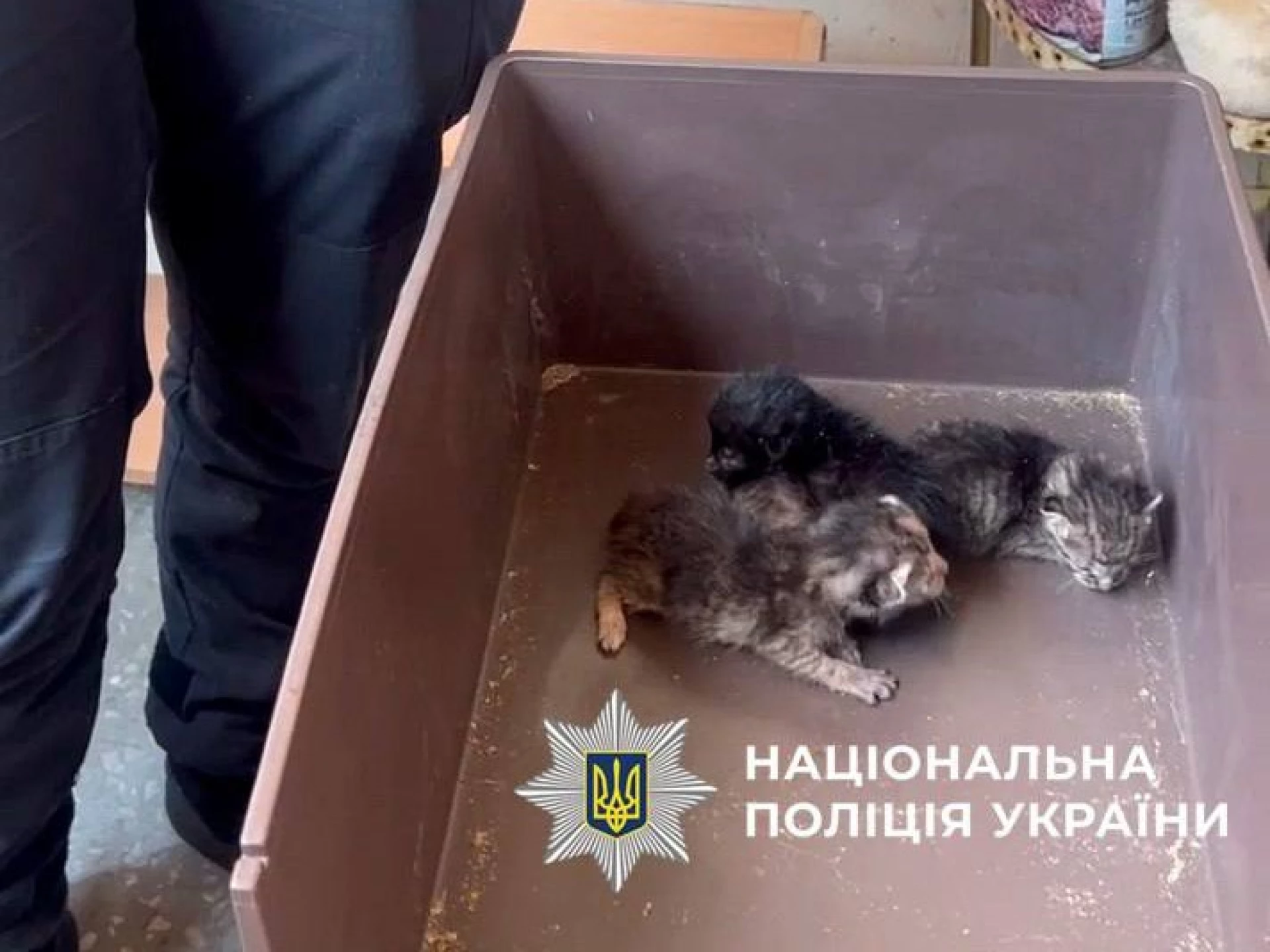 У Києві врятували 9 котів, які близько тижня провели у зачиненій квартирі