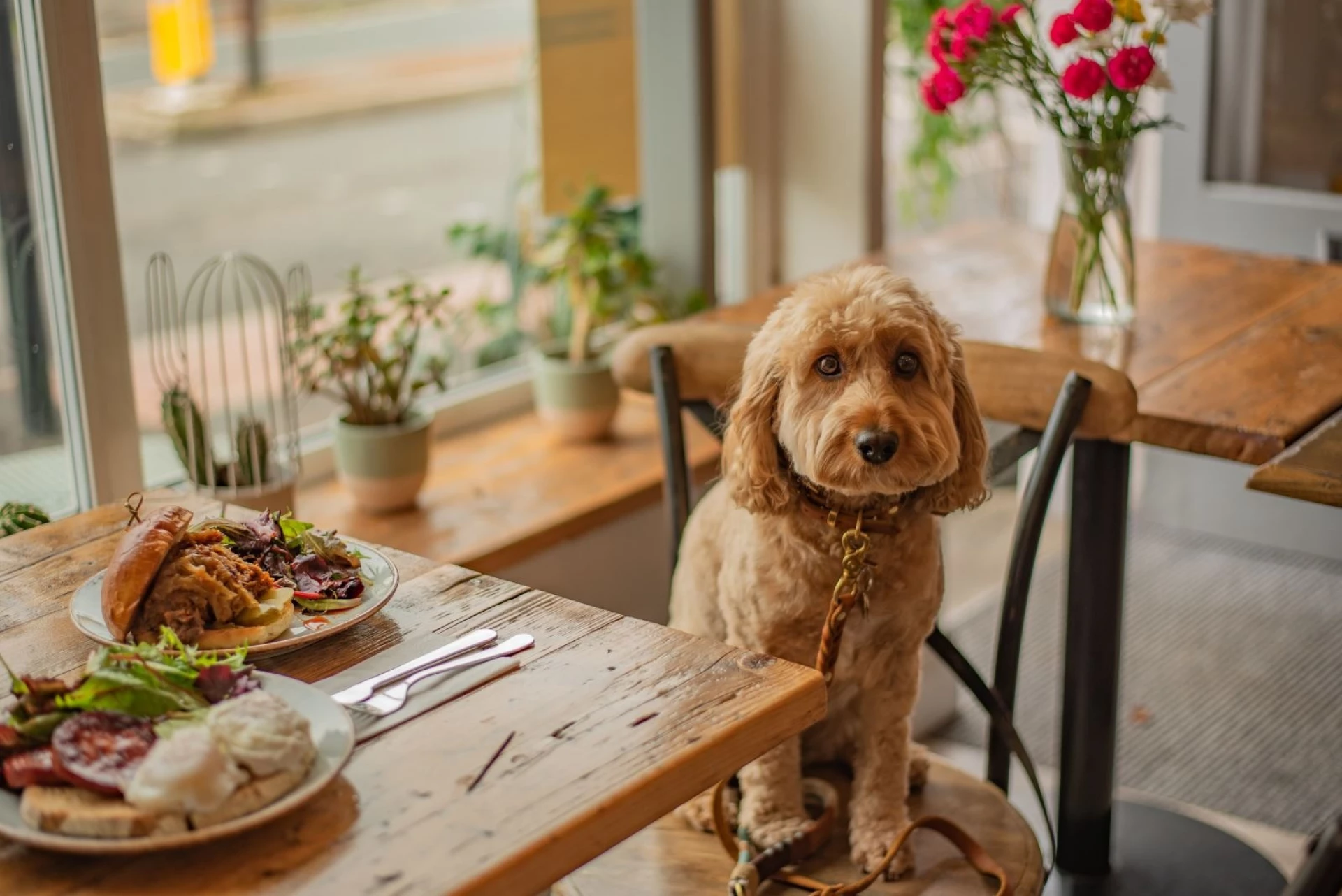 Pet-friendly кафе у Києві: добірка локацій