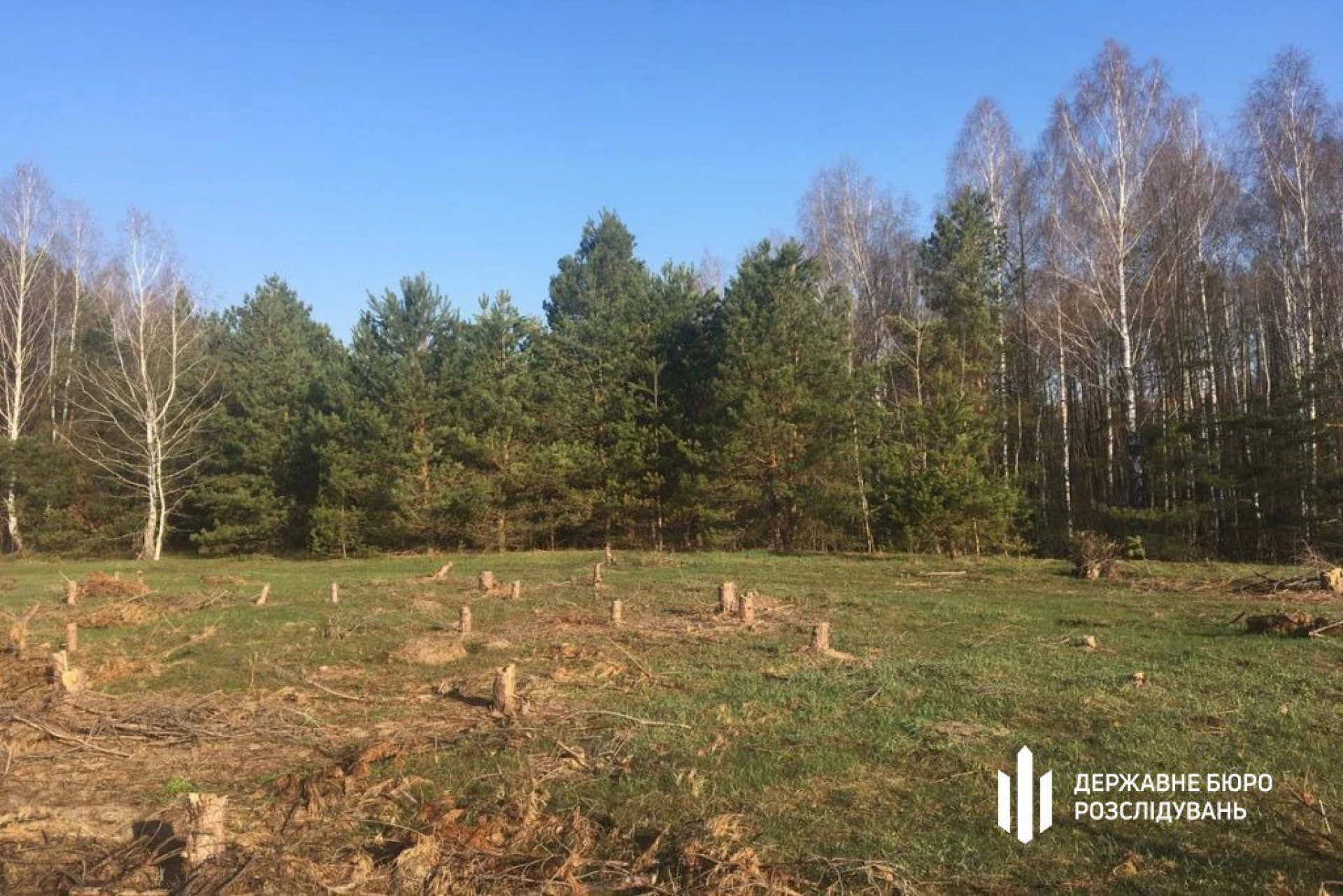На Київщині інженера лісгоспу викрили на незаконній вирубці дерев на понад 1,1 млн грн