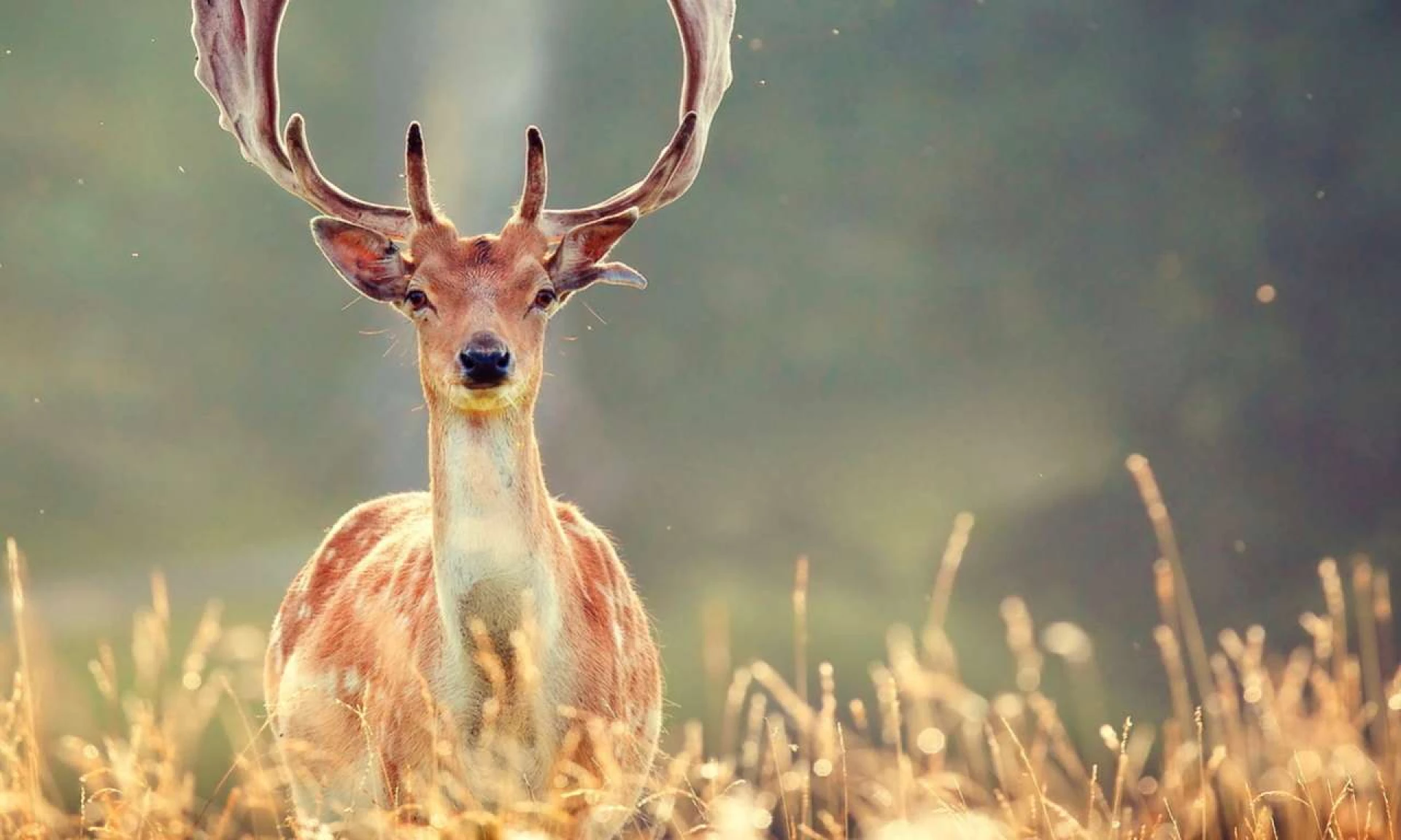 UAnimals закликає відмовитись від візитів у контактні зоопарки