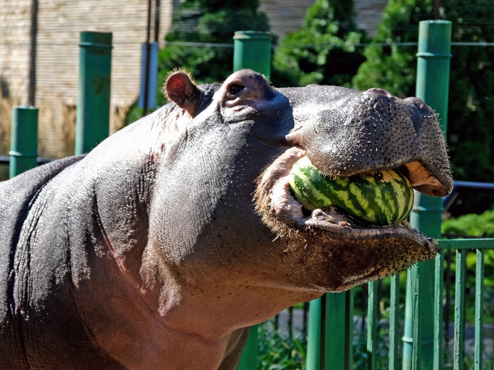 У Київському зоопарку скасували «Кавуновий вікенд» через атаку РФ