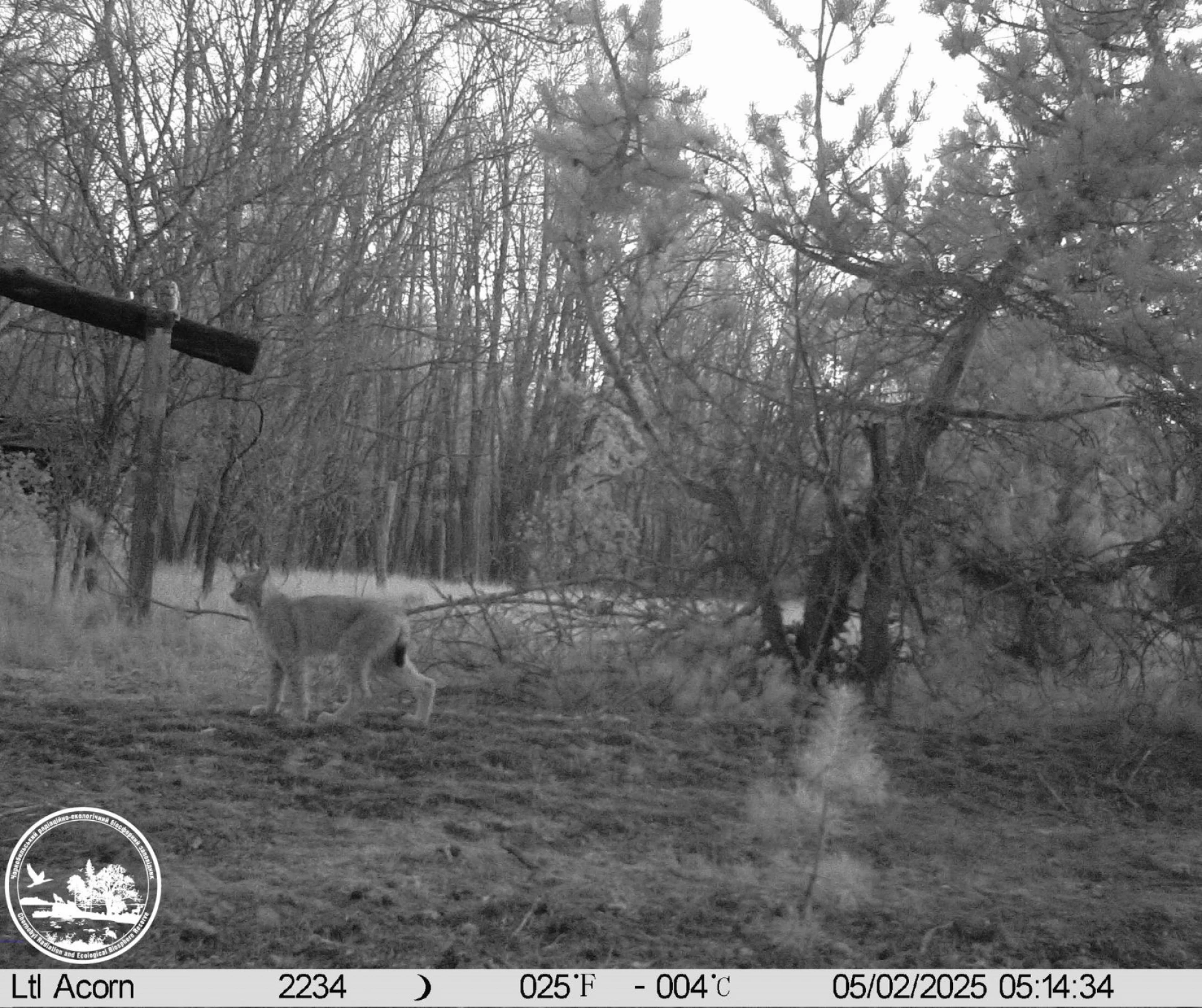Фотопастка в Чорнобильському заповіднику одночасно зафіксувала рись і сіру сову