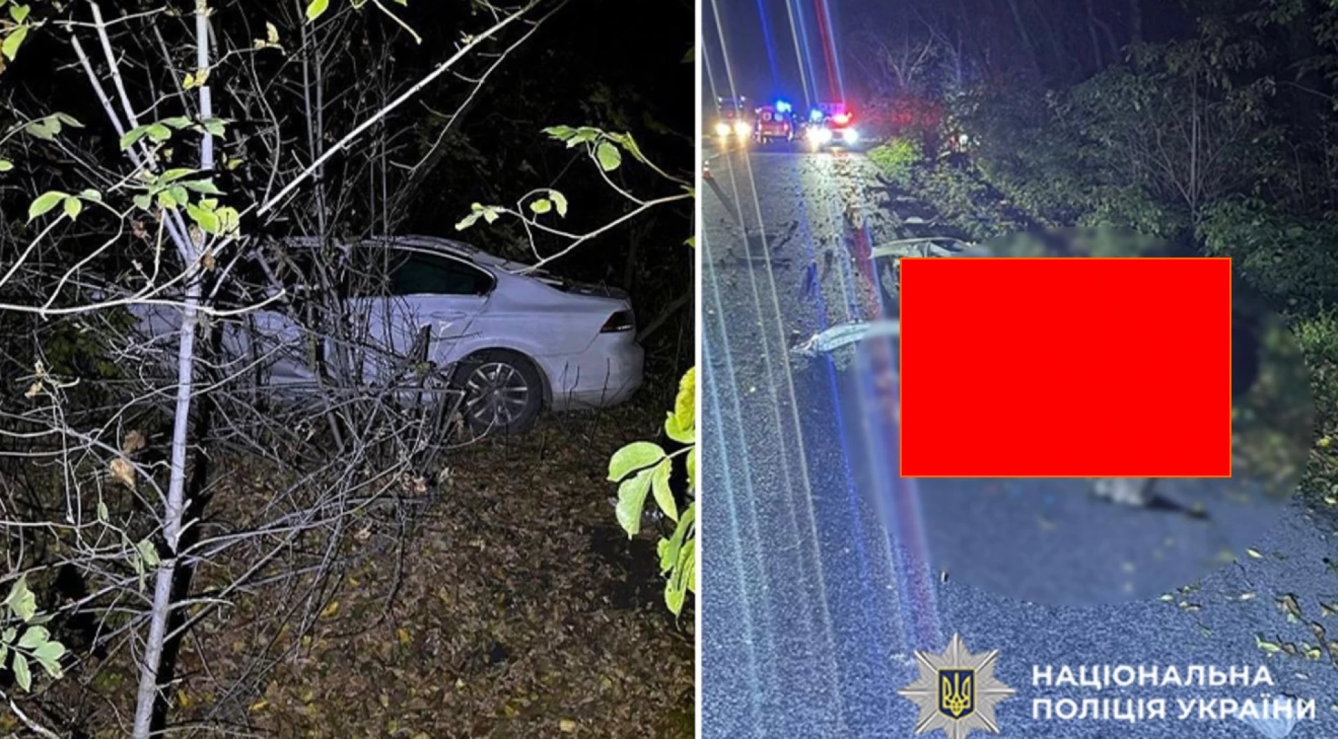 Лось спричинив ДТП на Хмельниччині: загинув водій і тварина