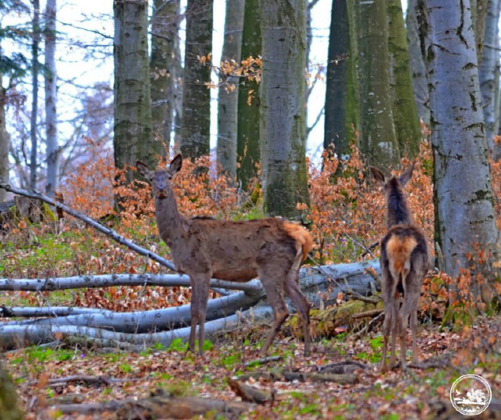Фотопастка Чорнобильського заповідника зафіксувала оленів: як осінь змінює їх поведінку