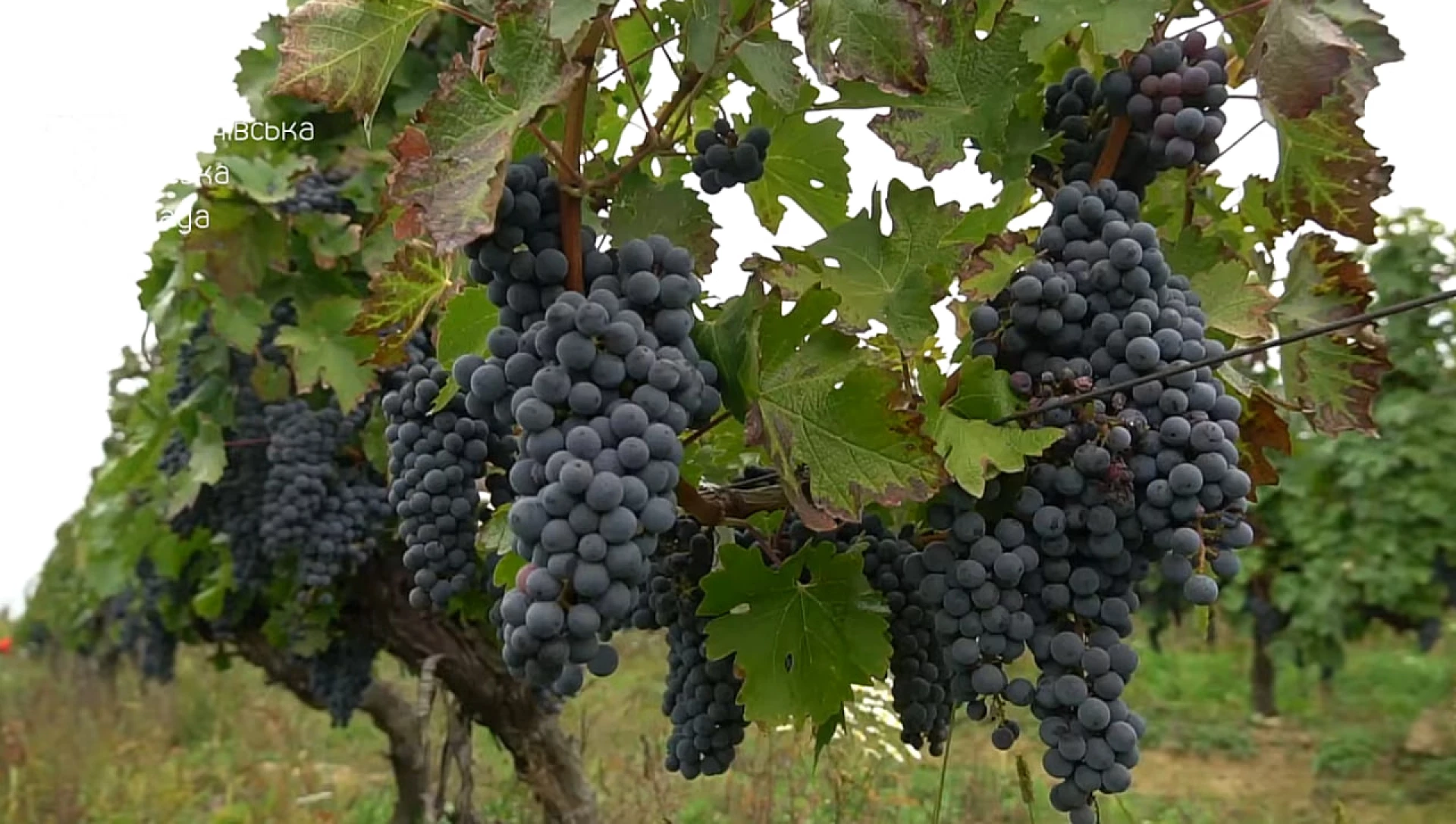 На Закарпатті збирають унікальний урожай винограду. Відео
