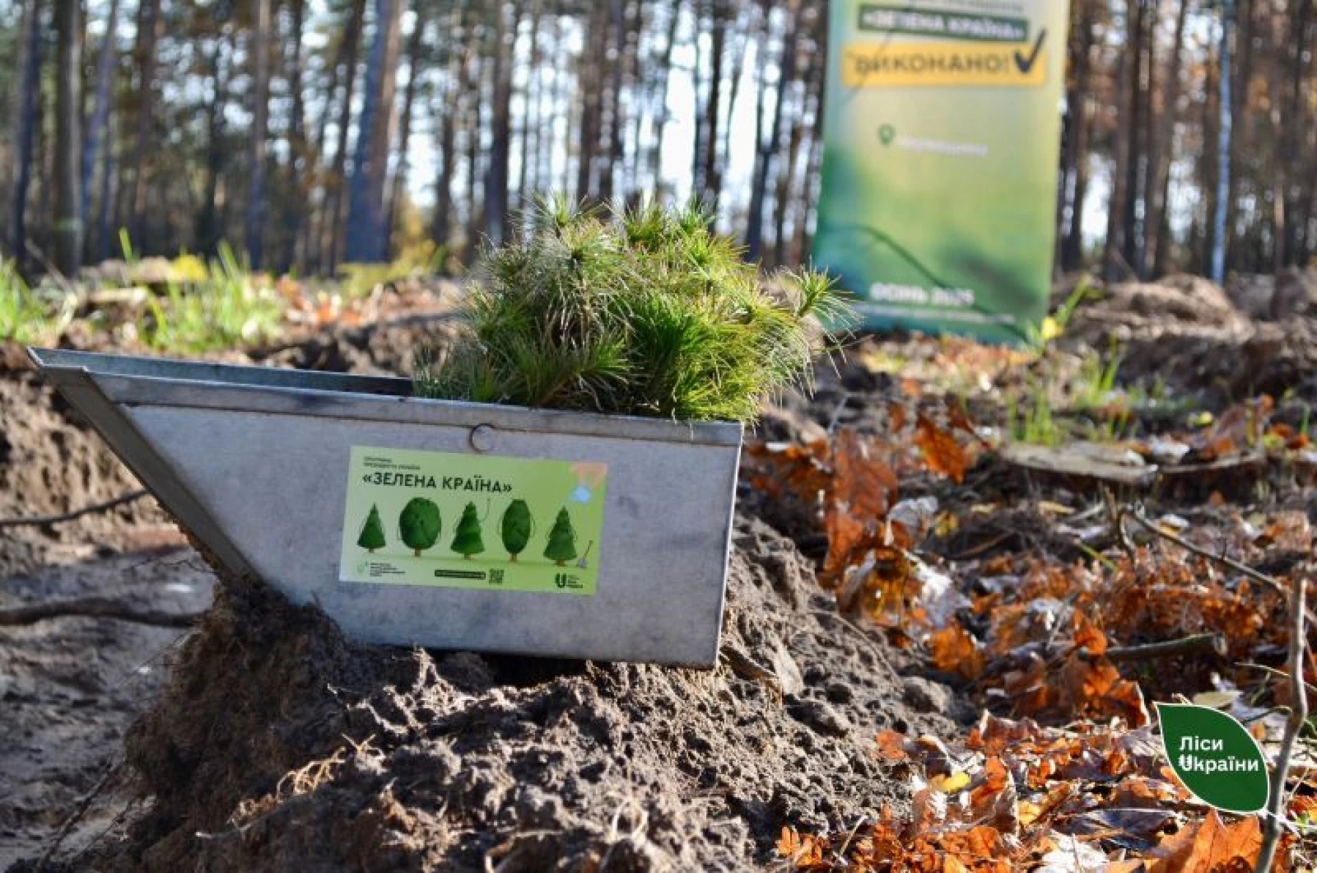 На Черкащині висадили 0,8 га нового лісу