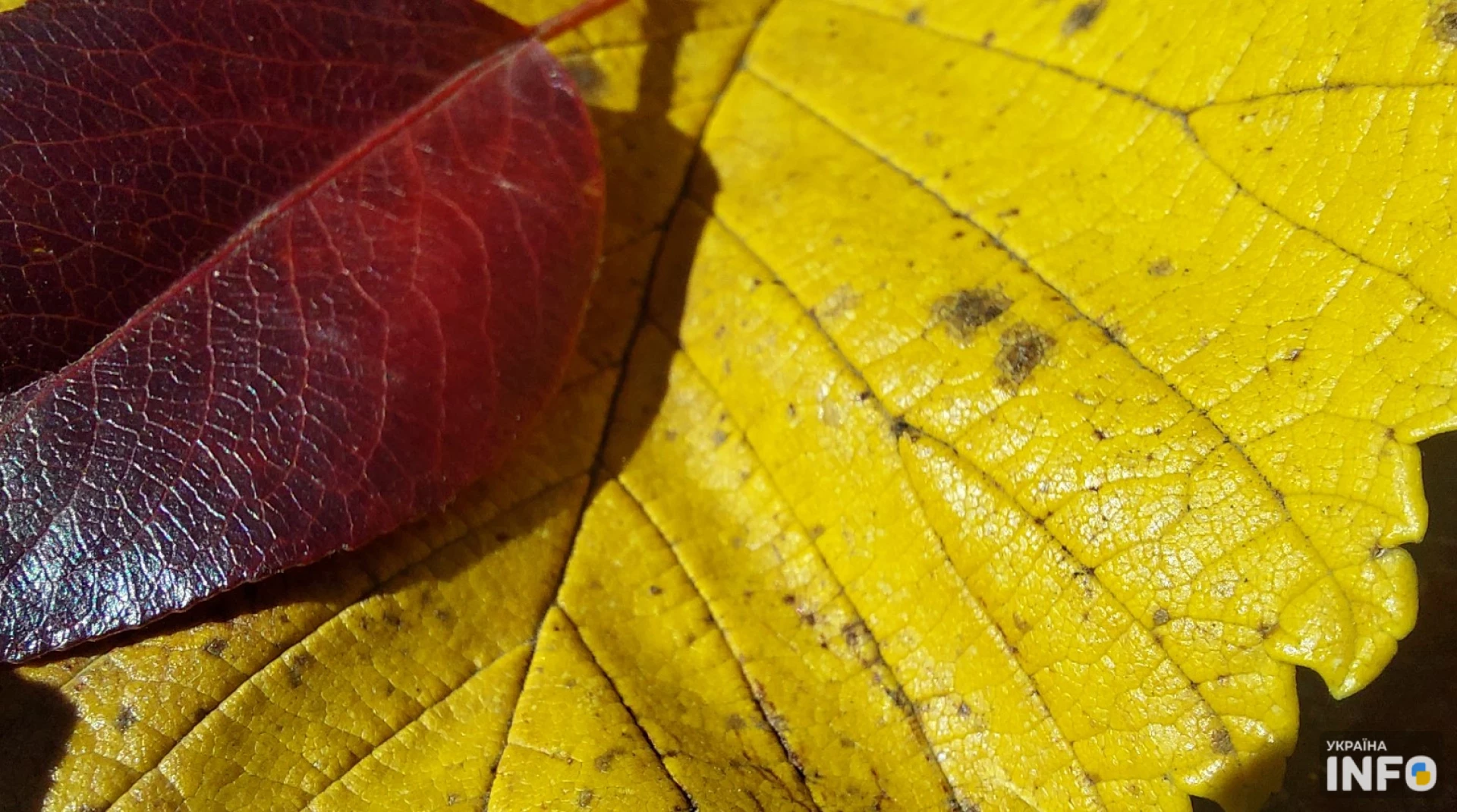 В Україну йдуть дощі, стане холодніше
