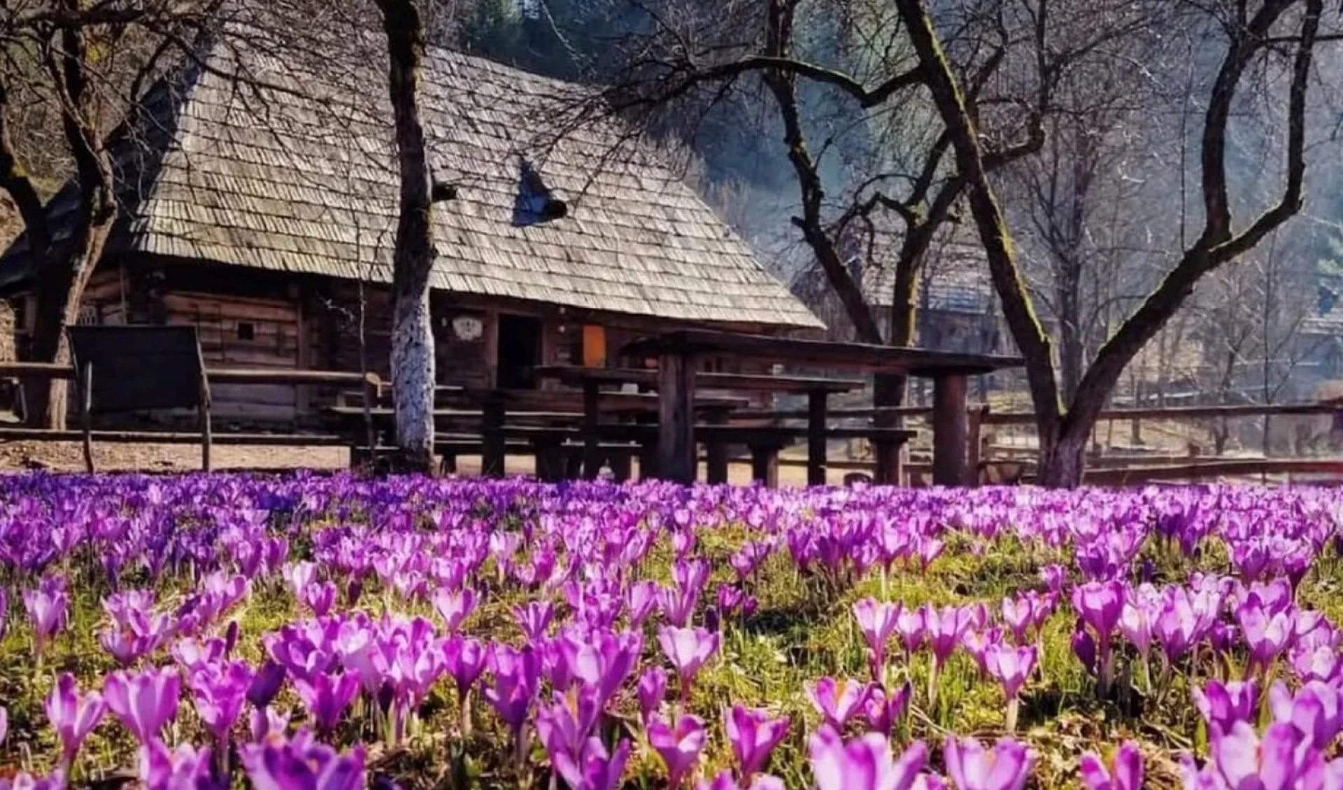 Закарпатська Колочава, що підкорила світ: десять музеїв, Долина крокусів, гори і море