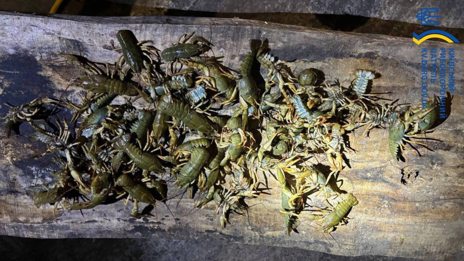 На Київському водосховищі вилучили 40 раколовок