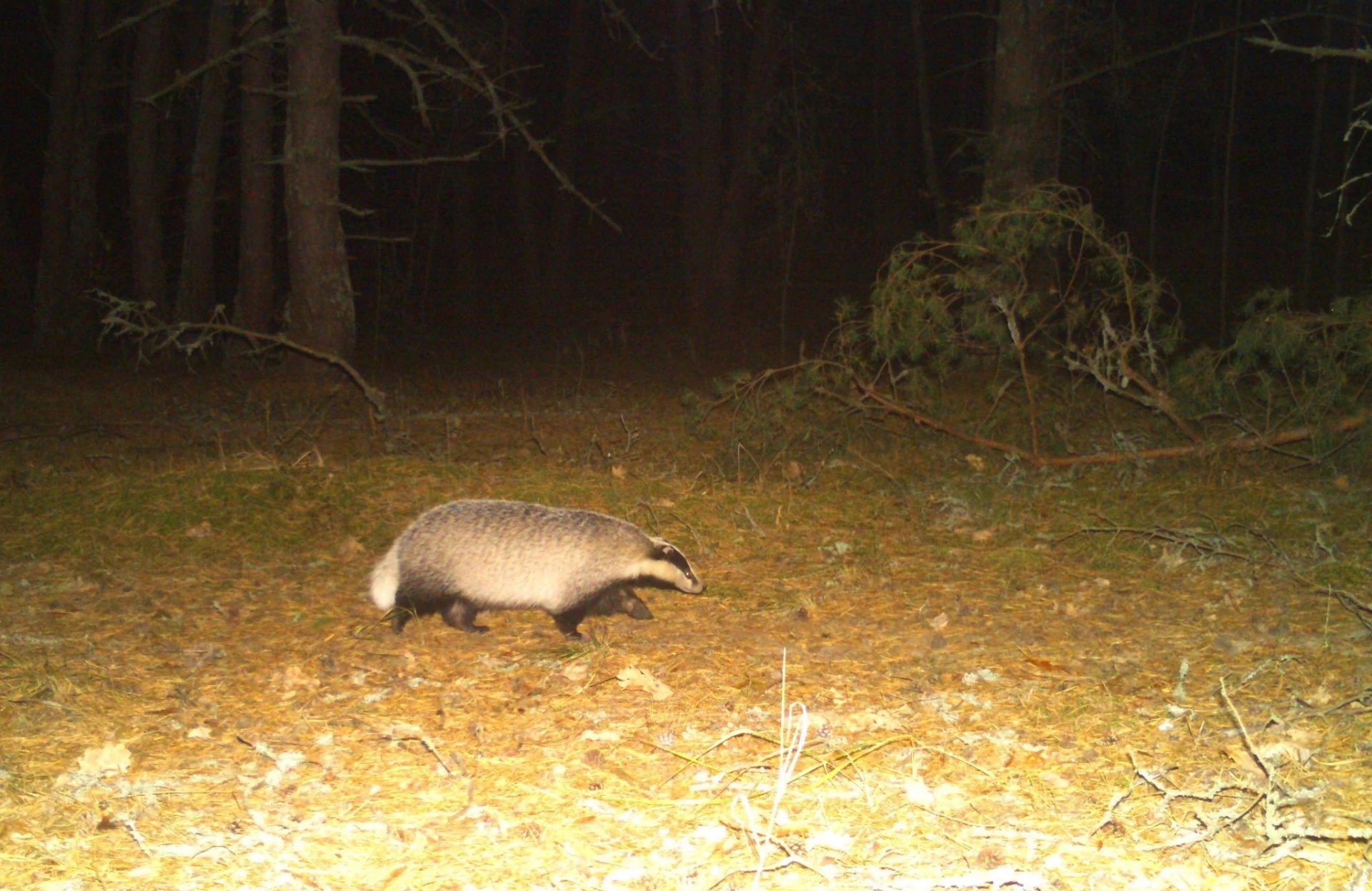 У Чорнобильському заповіднику фотопастка зафіксувала борсука
